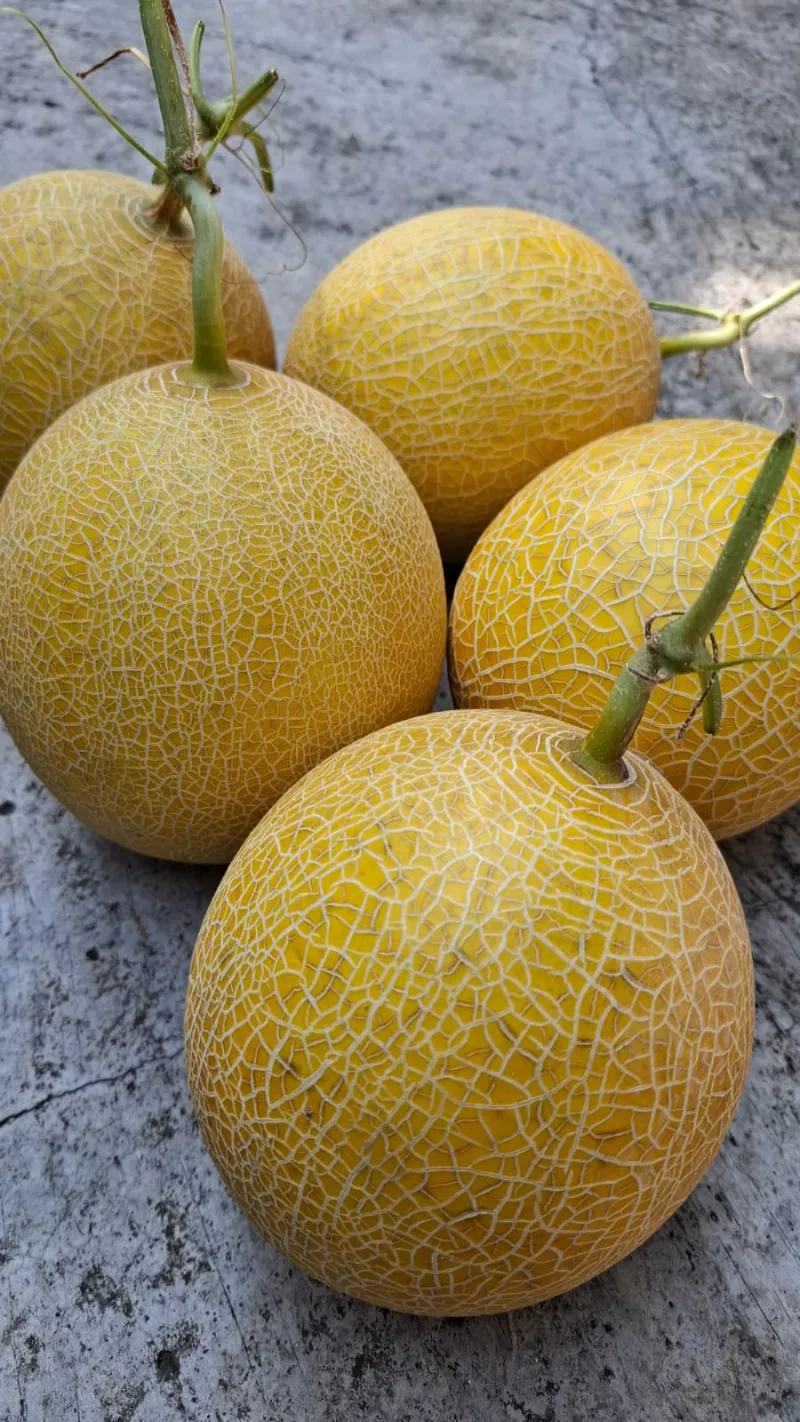 Produk Melon Premium Senada Horta