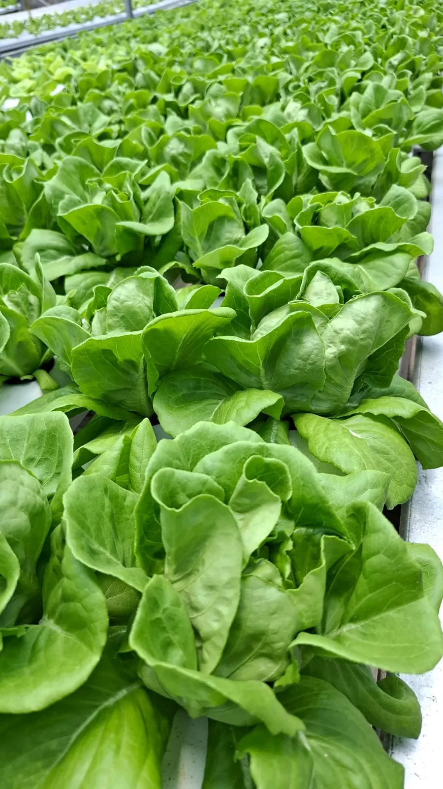 Farm Senada Horta di Makassar